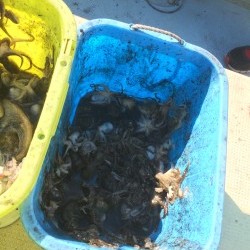 リトルワン 釣果