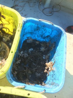 リトルワン 釣果