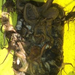 リトルワン 釣果