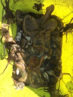 リトルワン 釣果