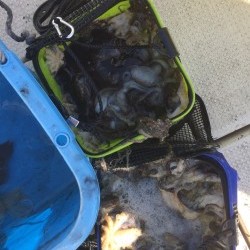 リトルワン 釣果