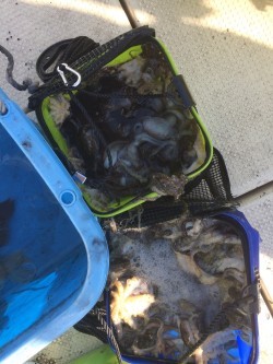 リトルワン 釣果