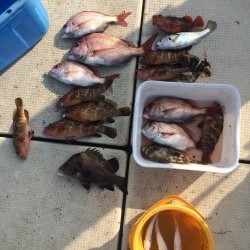 リトルワン 釣果