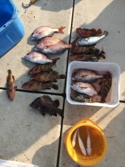 リトルワン 釣果