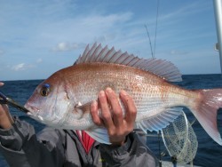 Aquanaut（アクアノート） 釣果