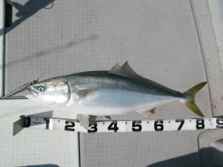 Aquanaut（アクアノート） 釣果