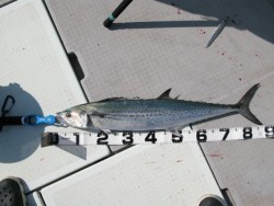 Aquanaut（アクアノート） 釣果