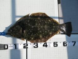 Aquanaut（アクアノート） 釣果