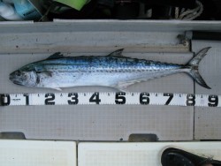 Aquanaut（アクアノート） 釣果