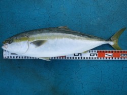 アジアマリンサービス 釣果