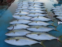 アジアマリンサービス 釣果