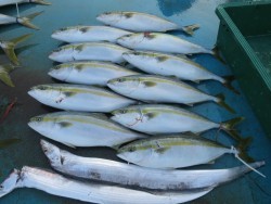 アジアマリンサービス 釣果