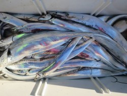 アジアマリンサービス 釣果