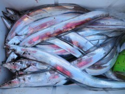 アジアマリンサービス 釣果