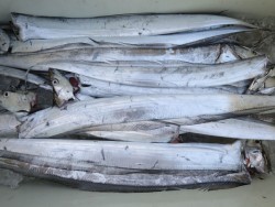 アジアマリンサービス 釣果