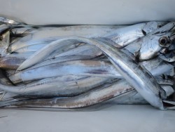 アジアマリンサービス 釣果