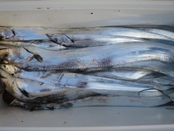 アジアマリンサービス 釣果