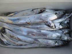 アジアマリンサービス 釣果