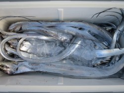 アジアマリンサービス 釣果