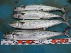 アジアマリンサービス 釣果