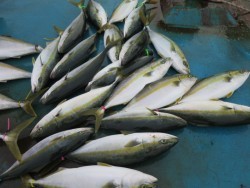 アジアマリンサービス 釣果