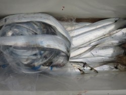 アジアマリンサービス 釣果