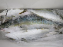 アジアマリンサービス 釣果