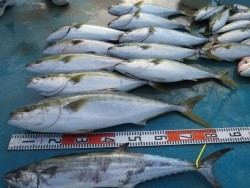 アジアマリンサービス 釣果