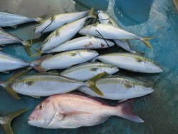 アジアマリンサービス 釣果