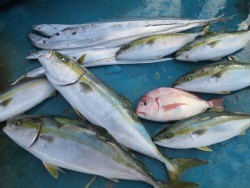 アジアマリンサービス 釣果