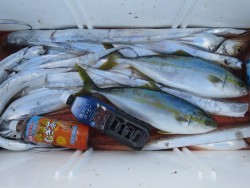 アジアマリンサービス 釣果