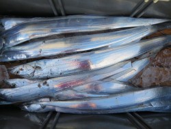 アジアマリンサービス 釣果