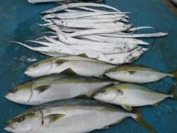 アジアマリンサービス 釣果