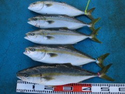 アジアマリンサービス 釣果