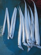 アジアマリンサービス 釣果