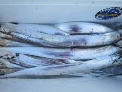 アジアマリンサービス 釣果