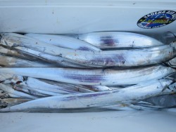 アジアマリンサービス 釣果