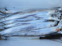 アジアマリンサービス 釣果