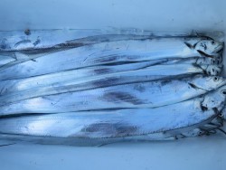 アジアマリンサービス 釣果