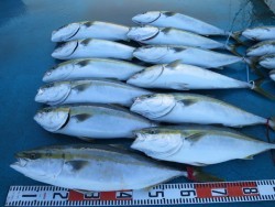 アジアマリンサービス 釣果