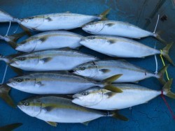 アジアマリンサービス 釣果