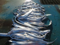 アジアマリンサービス 釣果