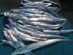 アジアマリンサービス 釣果