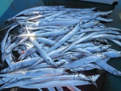 アジアマリンサービス 釣果