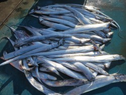 アジアマリンサービス 釣果