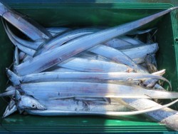 アジアマリンサービス 釣果