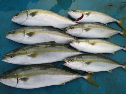 アジアマリンサービス 釣果