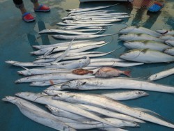 アジアマリンサービス 釣果