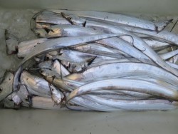 アジアマリンサービス 釣果