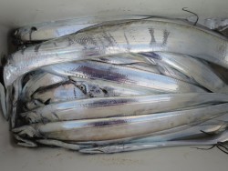 アジアマリンサービス 釣果